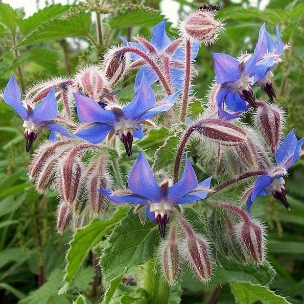 Bourrache officinale